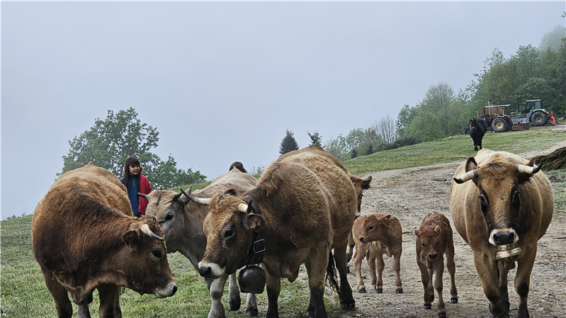 Nos jeunes bergères guident les vaches vers un nouvel enclos
