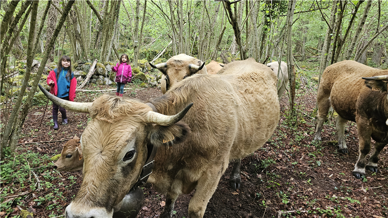 Nos jeunes bergères guident les vaches vers un nouvel enclos
